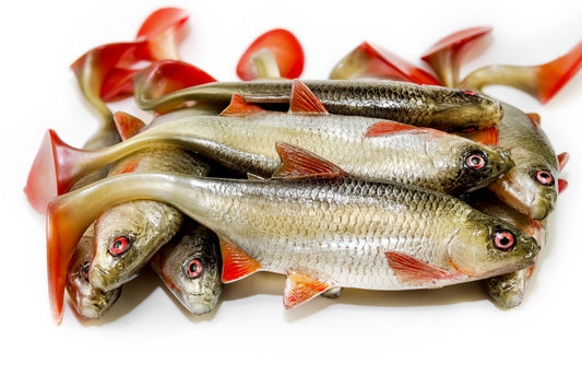 Angry Lures - Roach 22cm
